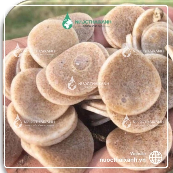 Giá thể vi sinh Biochip