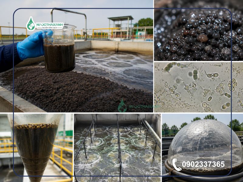 cách nuôi bùn vi sinh kỵ khí