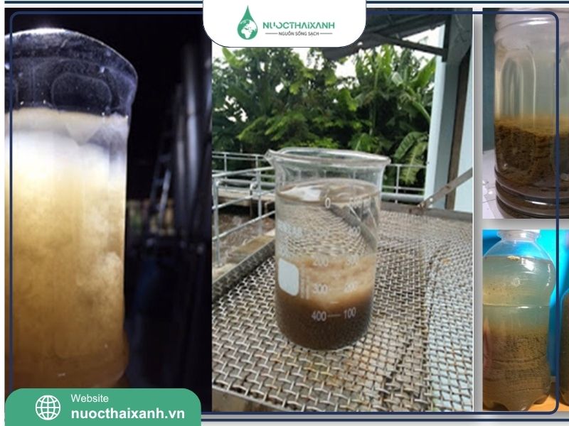 cách nuôi bùn vi sinh