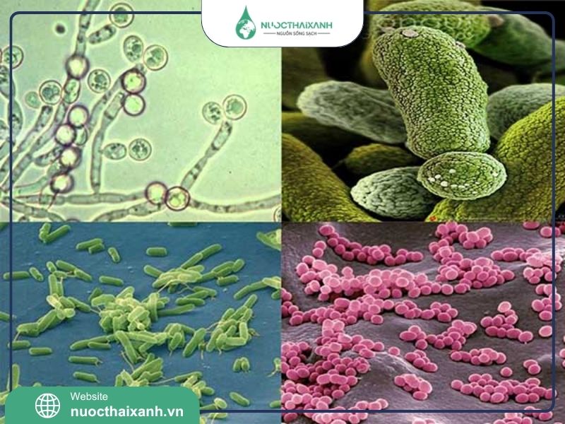 Các chủng vi sinh vật trong xử lý nước thải