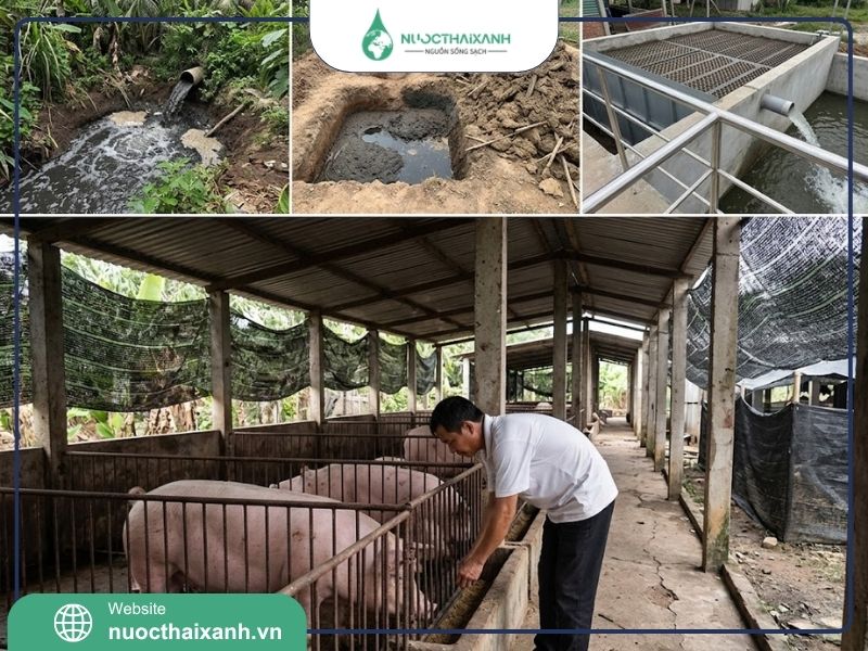 Ô nhiễm nước thải chăn nuôi