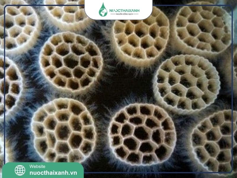 Ứng dụng vi sinh vật trong xử lý nước thải