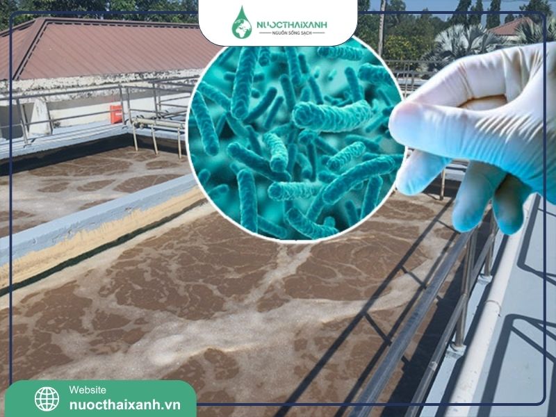 Vi khuẩn xử lý nước thải