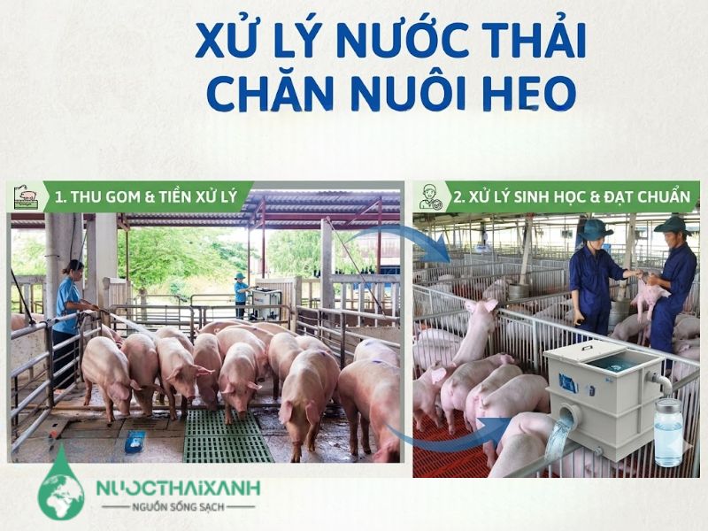 xử lý nước thải chăn nuôi heo